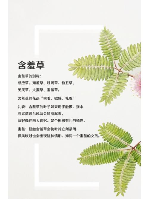 俄罗斯肥妇毛片的相关介绍